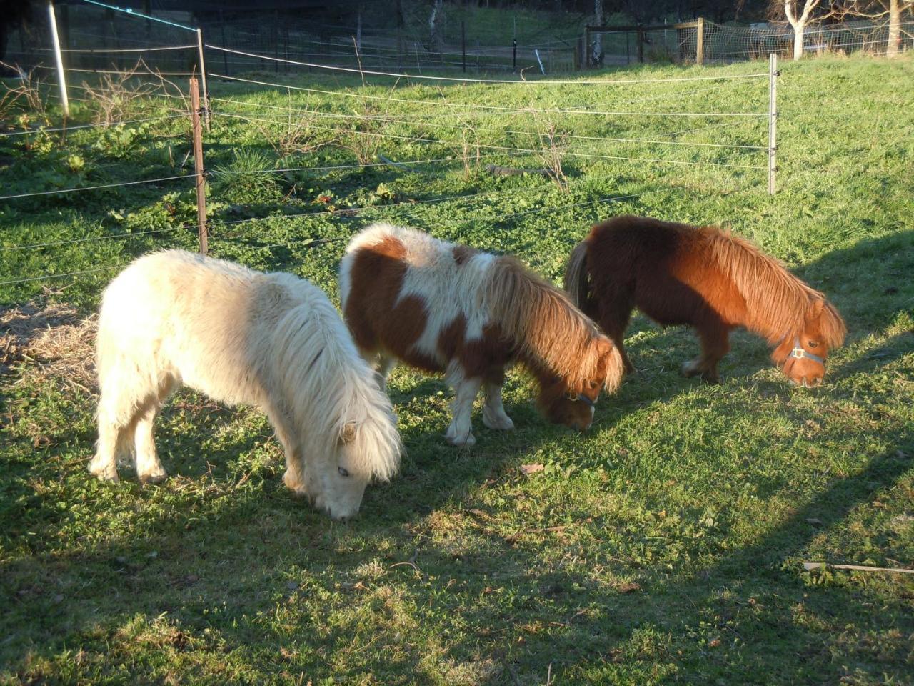 Whispering Spirit Holiday Cottages & Mini Ponies Franklin Екстер'єр фото