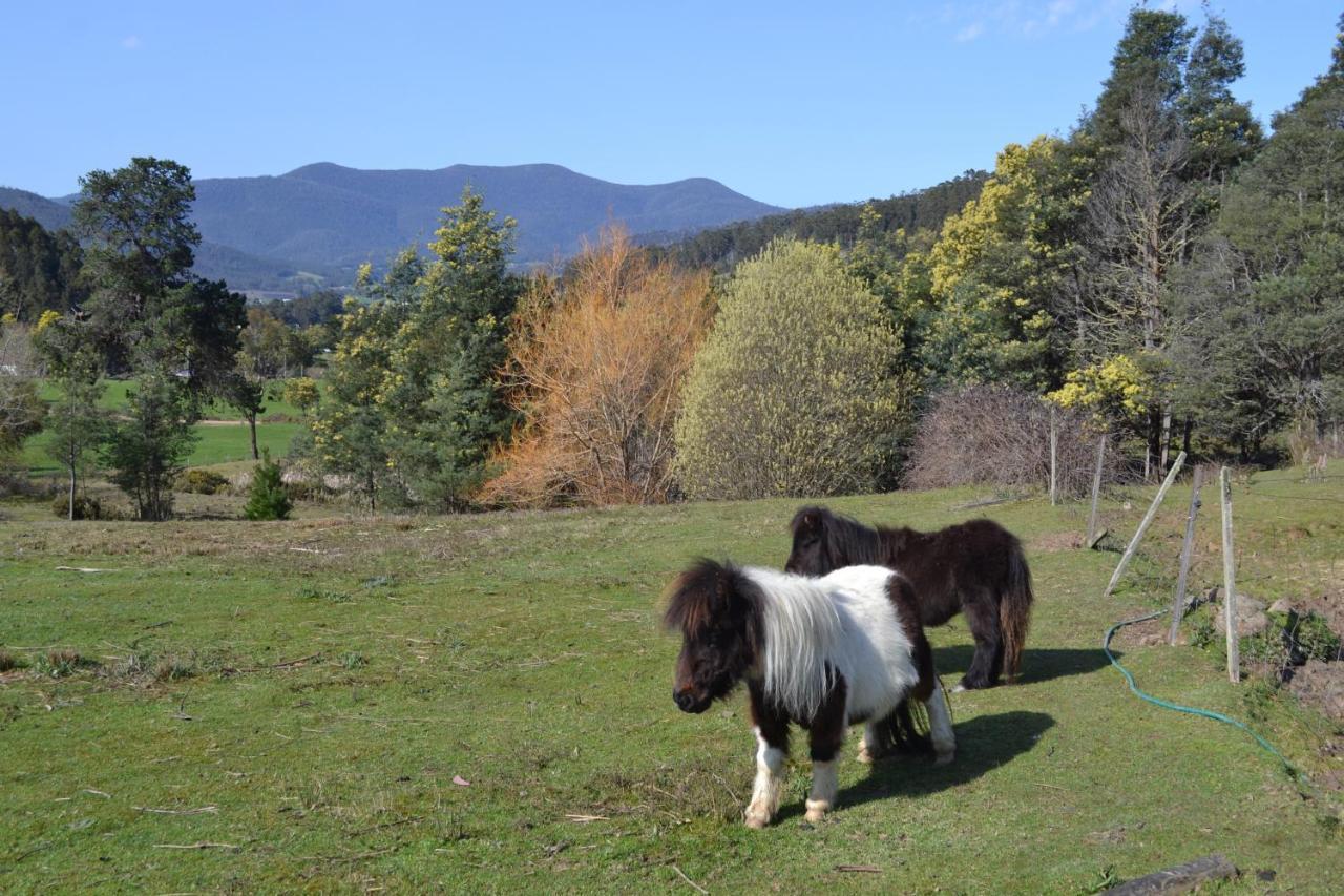 Whispering Spirit Holiday Cottages & Mini Ponies Franklin Екстер'єр фото